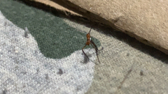 Zelus longipes