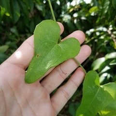 Smilax