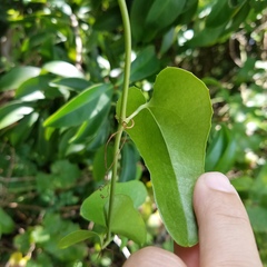 Smilax