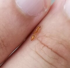 Pseudomyrmex simplex