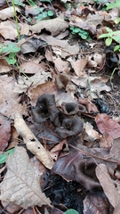 Craterellus