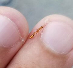 Pseudomyrmex simplex