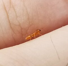 Pseudomyrmex simplex