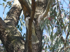 Philemon corniculatus