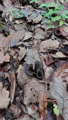 Craterellus