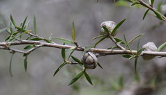 Leptospermum continentale