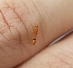 Pseudomyrmex simplex