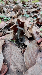 Craterellus