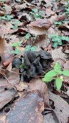 Craterellus