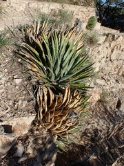 Agave utahensis