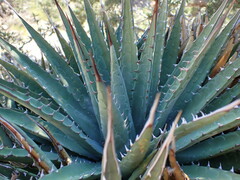 Agave utahensis