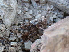 Trimerotropis fontana