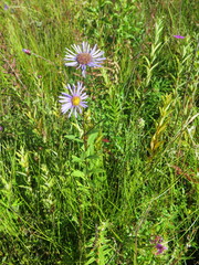 Aster maackii