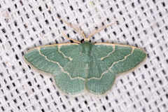 Chlorochlamys phyllinaria