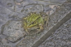 Pelophylax ridibundus