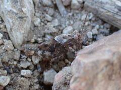 Trimerotropis fontana