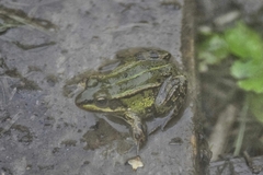 Pelophylax ridibundus