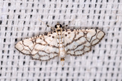 Hileithia rehamalis