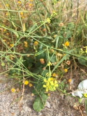 Erysimum virgatum