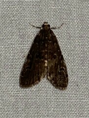 Elophila gyralis