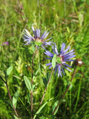 Aster maackii