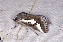 Euscirrhopterus gloveri