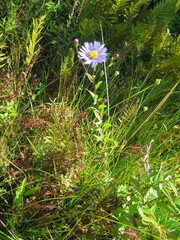 Aster maackii