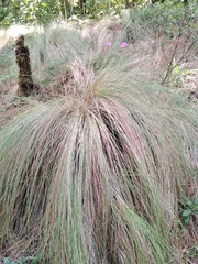 Muhlenbergia rigens