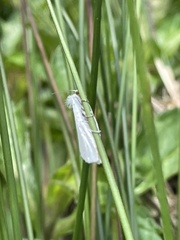 Tipanaea patulella