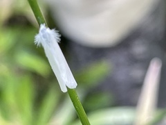 Tipanaea patulella