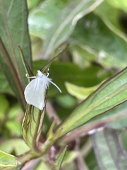 Tipanaea patulella