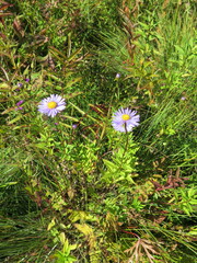 Aster maackii