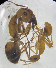 Camponotus festinatus