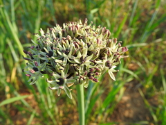 Allium cyrillii