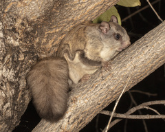 Glaucomys sabrinus