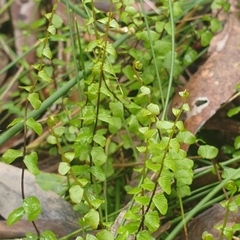 Lindsaea linearis