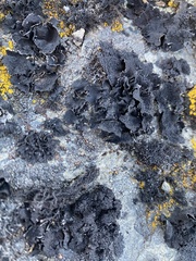 Umbilicaria