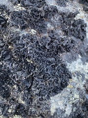 Umbilicaria