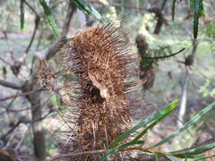 Banksia cunninghamii