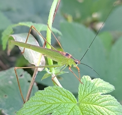 Phaneroptera nigroantennata