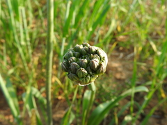 Allium cyrillii