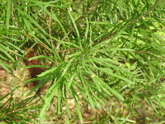 Banksia cunninghamii