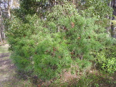 Banksia cunninghamii