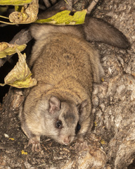 Glaucomys sabrinus