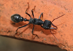Myrmecia pyriformis