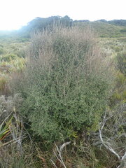 Olearia laxiflora