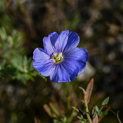 Linum lewisii