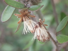 Olearia laxiflora