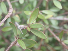 Olearia laxiflora