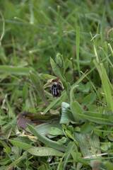 Ophrys